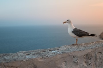 Fototapeta premium ave mirando el horizonte, el mar