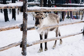 Fototapeta premium Baby reindeer in a winter forest farm in Lapland. Finland