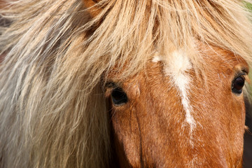 Cute horse head closeup