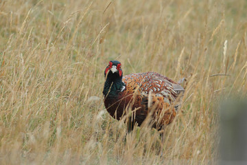 common pheasant - Phasianus colchicus