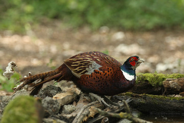 common pheasant - Phasianus colchicus