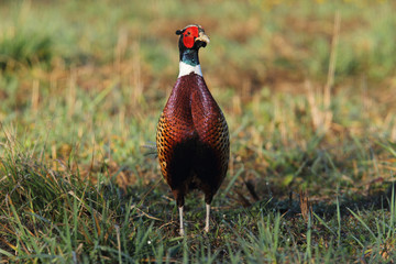 common pheasant - Phasianus colchicus