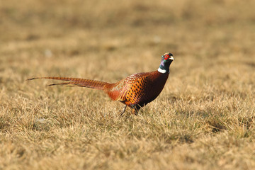 common pheasant - Phasianus colchicus