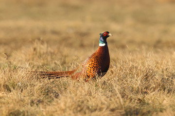 common pheasant - Phasianus colchicus