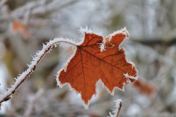 Frosted leaf