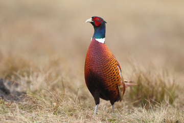 common pheasant - Phasianus colchicus