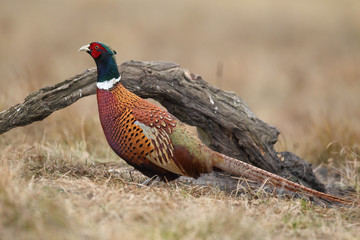 common pheasant - Phasianus colchicus