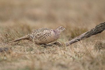 common pheasant - Phasianus colchicus