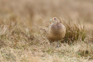 common pheasant - Phasianus colchicus