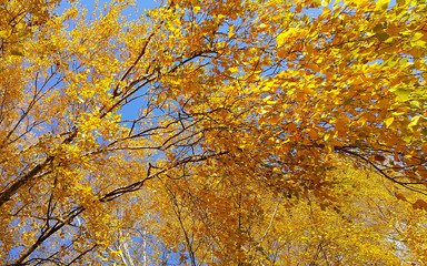Branches of autumn birch tree with bright yellow leaves