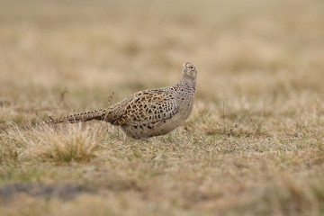 common pheasant - Phasianus colchicus