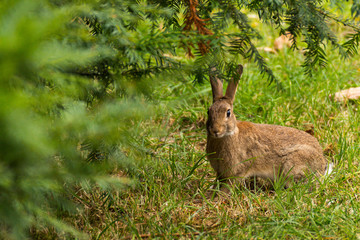 Wild rabbit in the grass