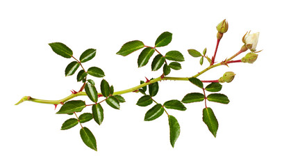 Obraz premium Twig of garden rose flowers, buds and leaves