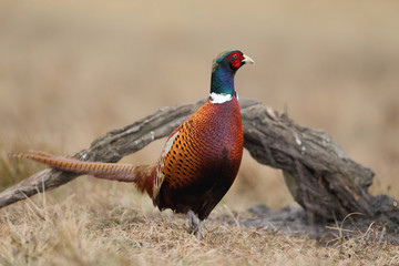common pheasant - Phasianus colchicus
