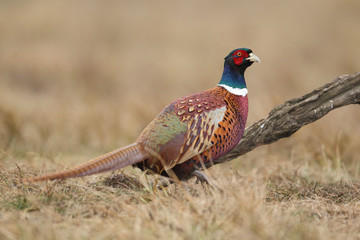 common pheasant - Phasianus colchicus