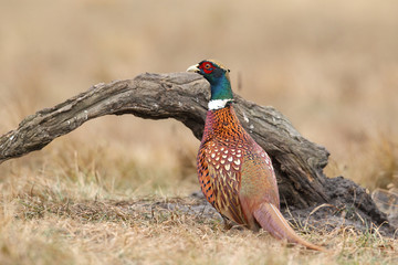 common pheasant - Phasianus colchicus
