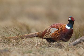 common pheasant - Phasianus colchicus