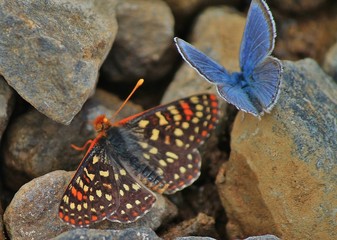 Butterflies