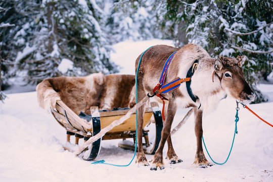 Fototapeta Reindeer in a winter forest in Lapland. Finland