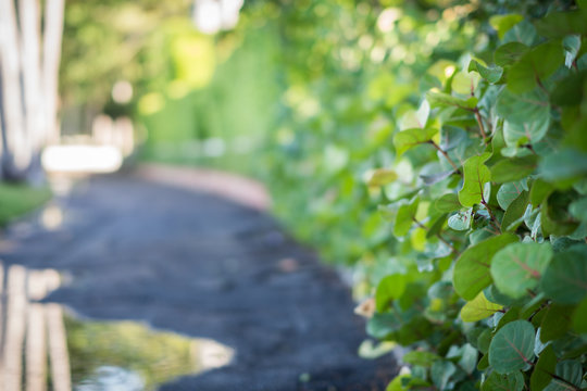 Path leading along tropical hedge