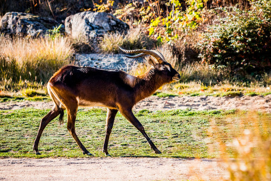L'antilope Cobe de Lechwe du Nil