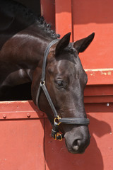 Black horse head