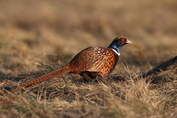common pheasant - Phasianus colchicus