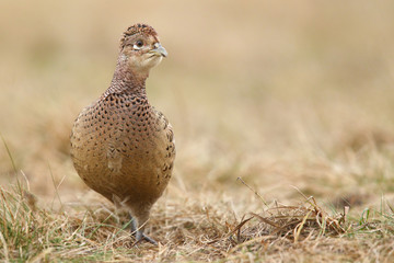 common pheasant - Phasianus colchicus