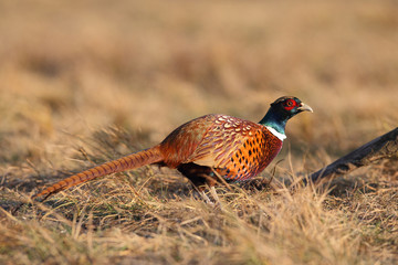 common pheasant - Phasianus colchicus
