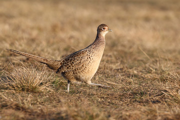 common pheasant - Phasianus colchicus