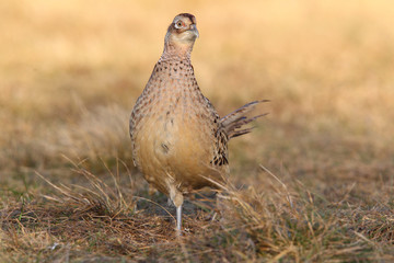 common pheasant - Phasianus colchicus