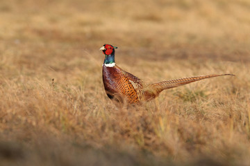 common pheasant - Phasianus colchicus