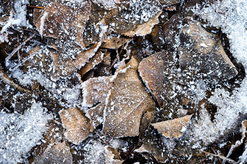 yellow leaves in winter under snow