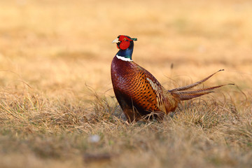 common pheasant - Phasianus colchicus