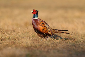 common pheasant - Phasianus colchicus