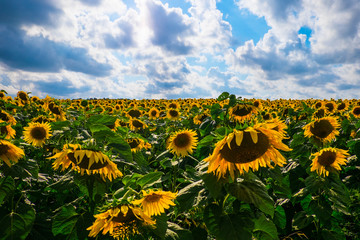 Obraz premium field of sunflowers
