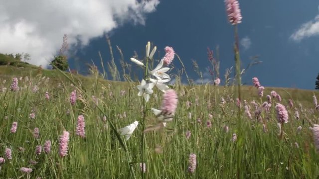 Fiori al vento nel prato di montagna