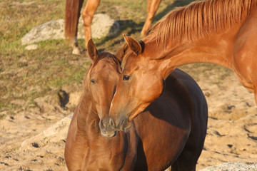Horses in a field in Sweden in the summer
