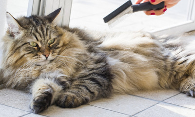 Long haired cat of siberian breed, brushing time. Male gender