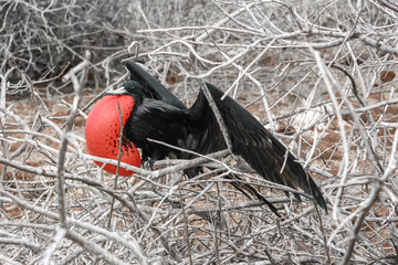 Great Frigate bird (male) in courtship, North Seymour, Galápagos islands, Ecuador.