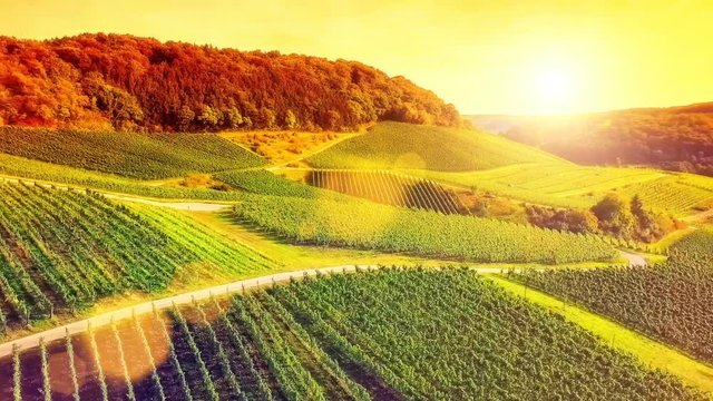 Aerial view of vineyard at summer time. Full HD