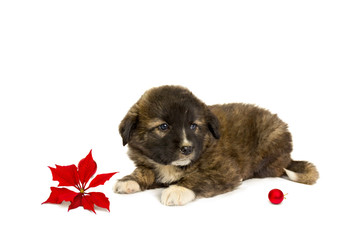 Brown puppy with flower of red poinsettia and christmas balls on a white background with space for text