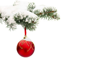 Sprig of christmas tree (spruce Picea pungens) with of hanging ball covered hoarfrost and in snow on a white background with space for text