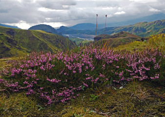 blooming pink heather briar flower with wonderfulview on valley in Godaland Thorsmork with krossa river in Iceland and green moss covered mountains