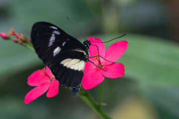 Obraz na płótnie Canvas black butterfly on a pink flower