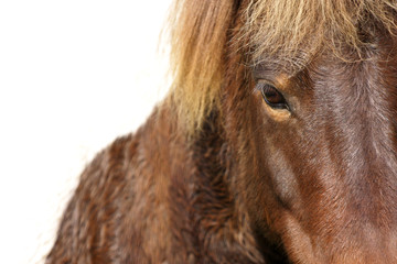 Horses head closeup