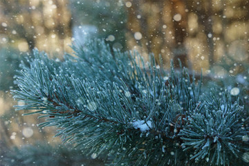 Fototapeta premium Frozen and covered with hoarfrost pine twigs frosty snowy morning