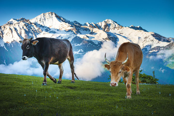 Cows walking on alpine meadow. Idyllic summer landscape in the Alps with cows grazing on fresh...