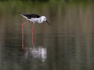 Black-winged Stilt Foraging on the Pond