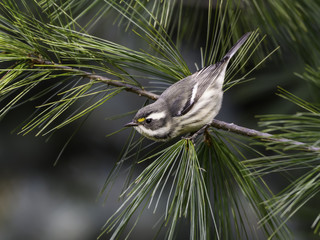 Black-throated Gray Warbler in Fall